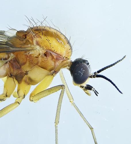 Sylvicola cinctus